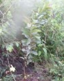 /album/fotogaleria-de-la-granja/mas-guayabo-jpg/